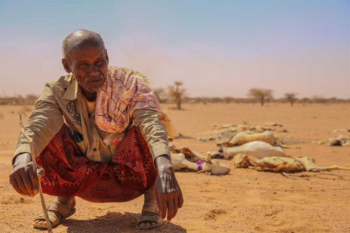 Dürre in Somalia: Ein Bauer vor seiner toten Viehherde.